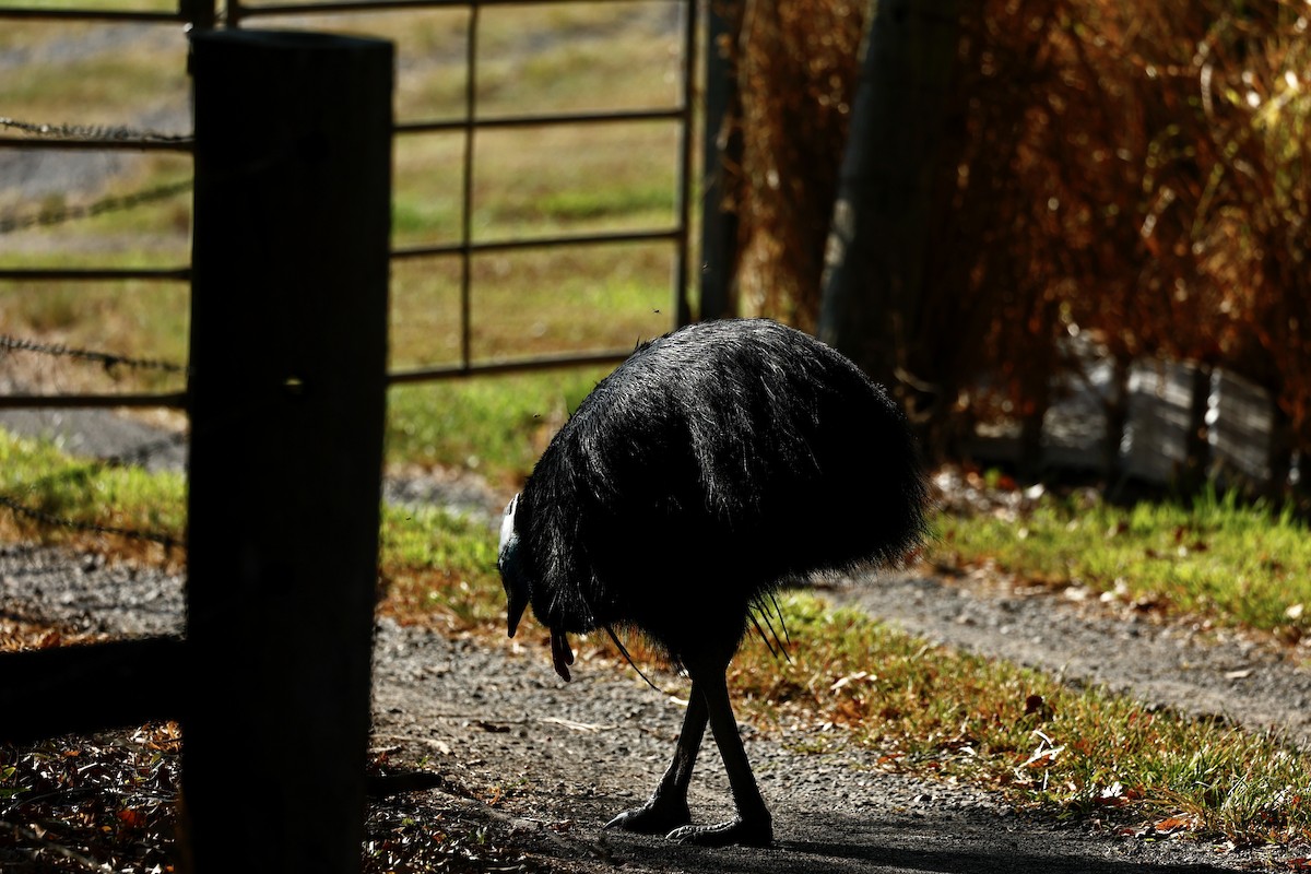 toflikkasuar - ML647183784