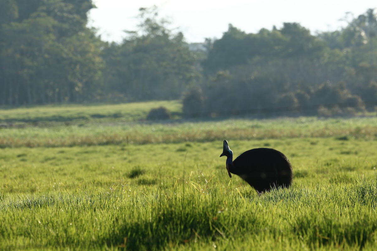 toflikkasuar - ML647183787