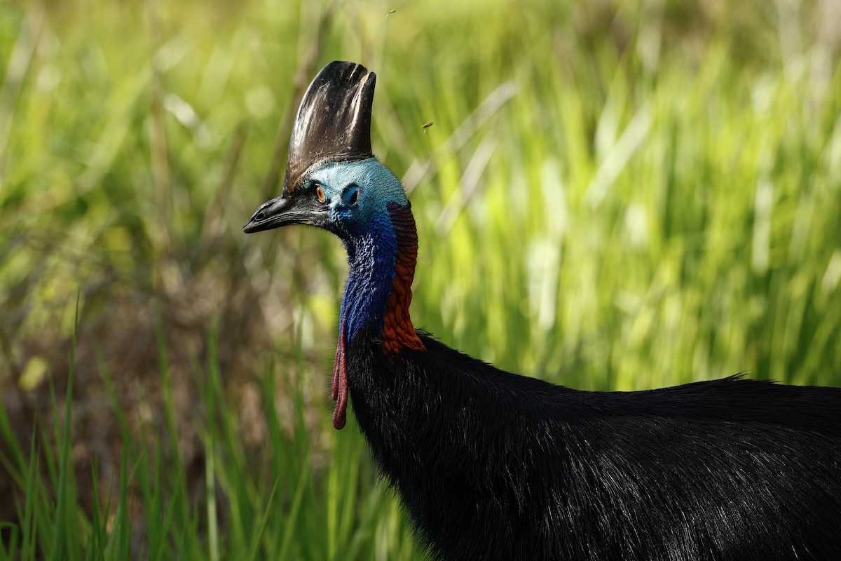 toflikkasuar - ML647183788