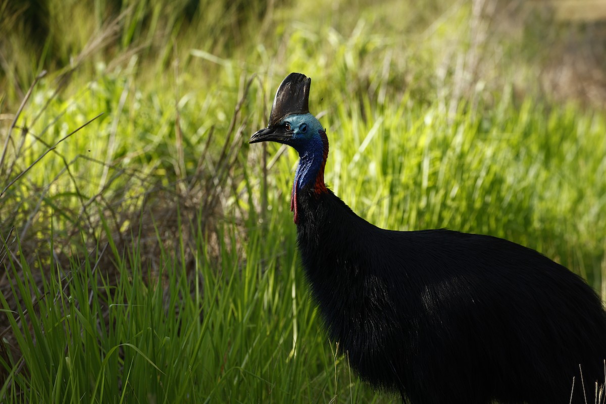 toflikkasuar - ML647183791