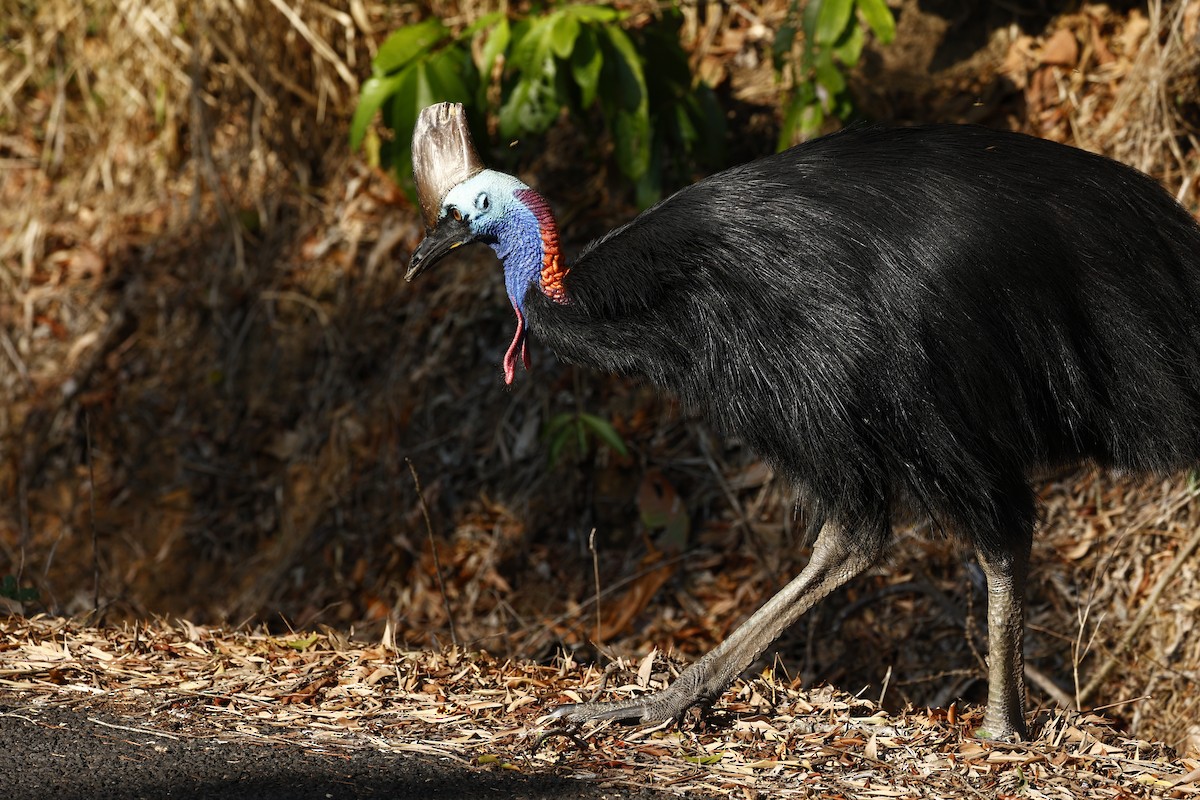 toflikkasuar - ML647183792