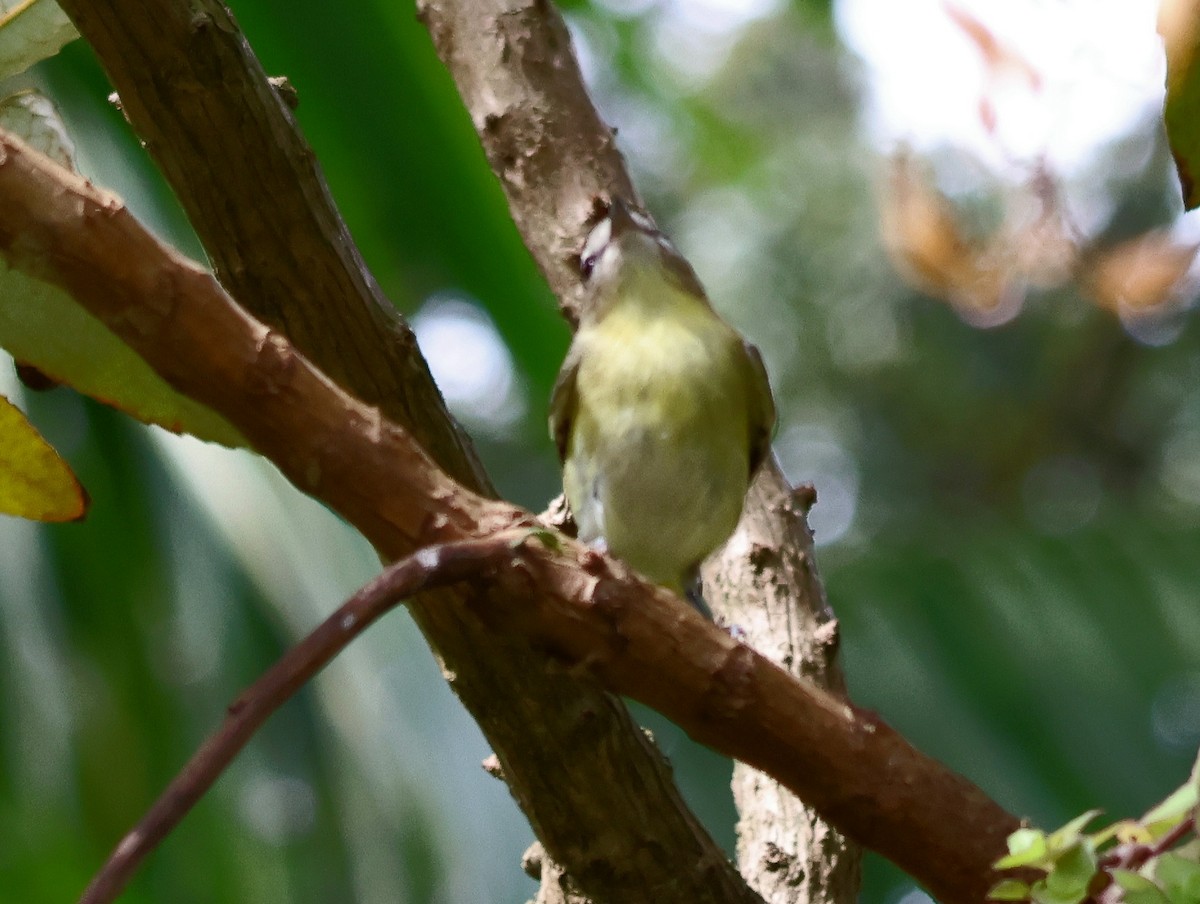 Bireo filadelfiarra - ML647183803