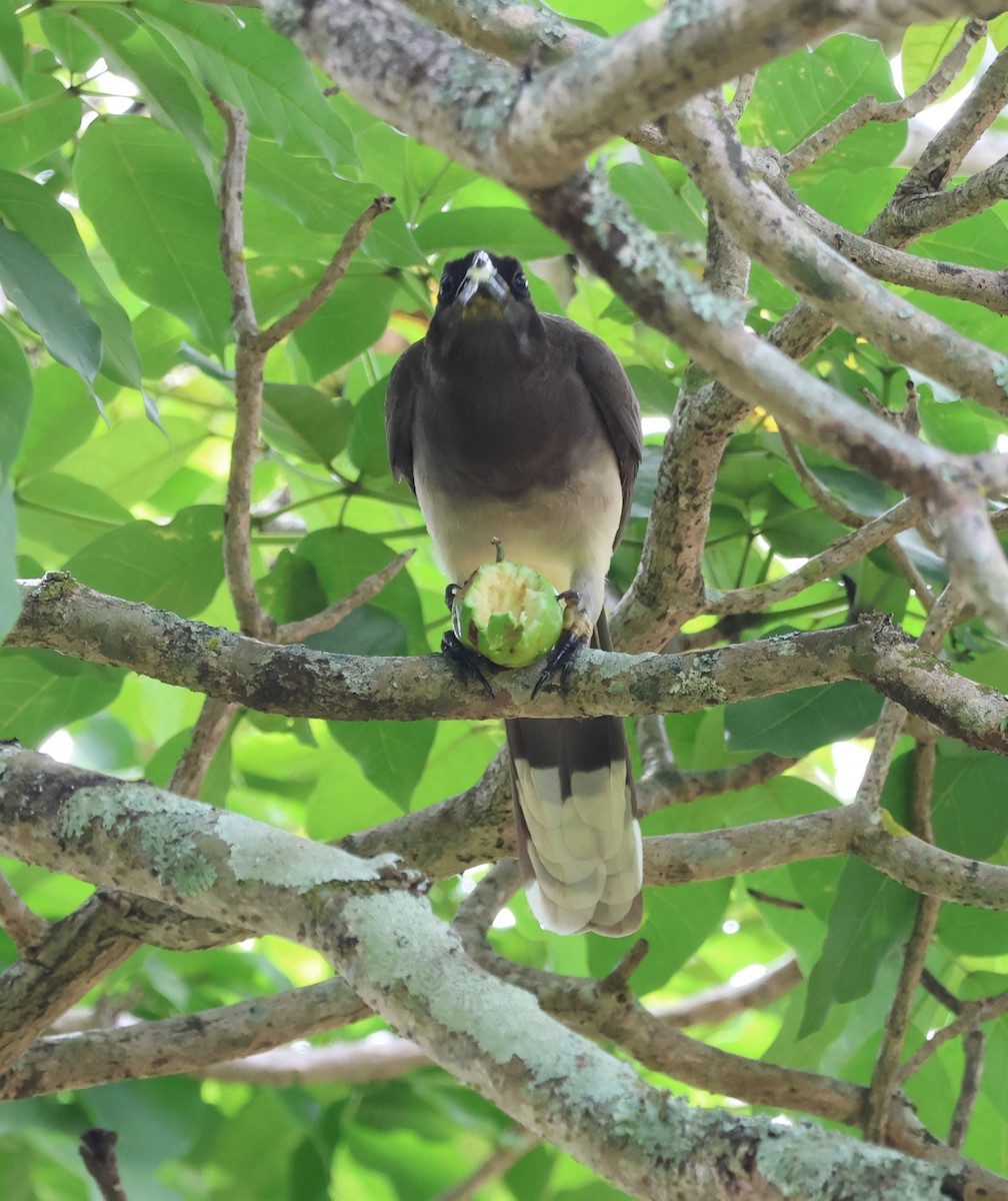 Бурая сойка - ML647183805