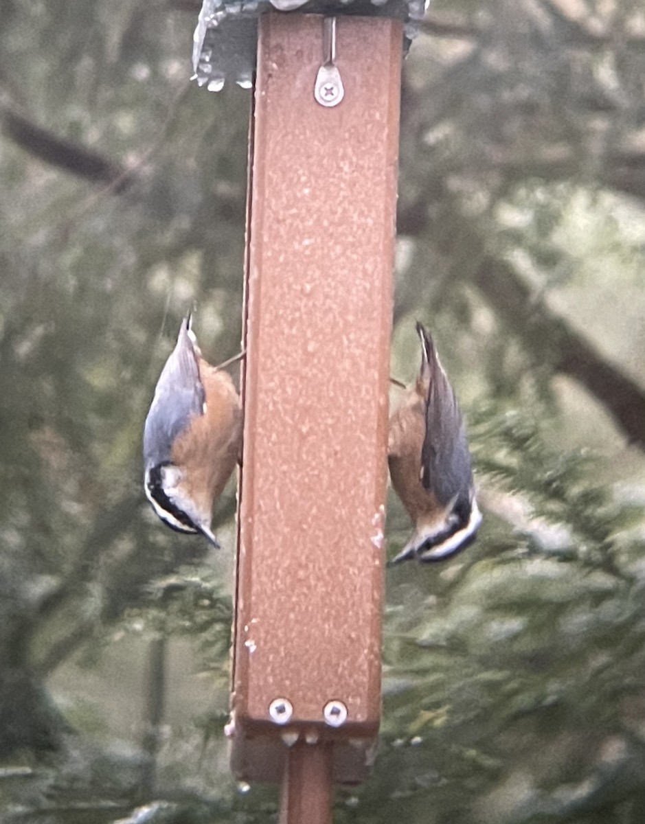 Red-breasted Nuthatch - ML647183808