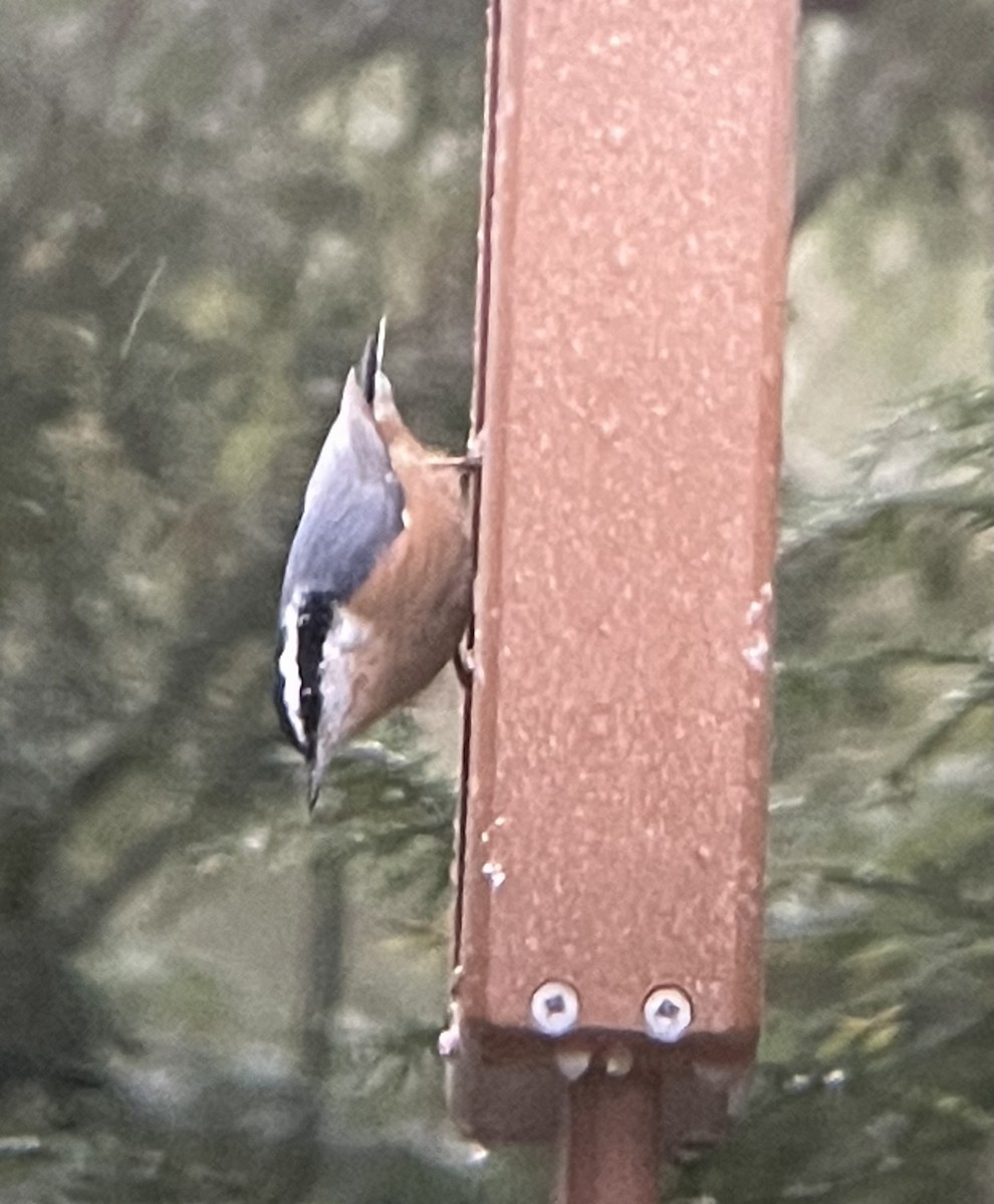 Red-breasted Nuthatch - ML647183809