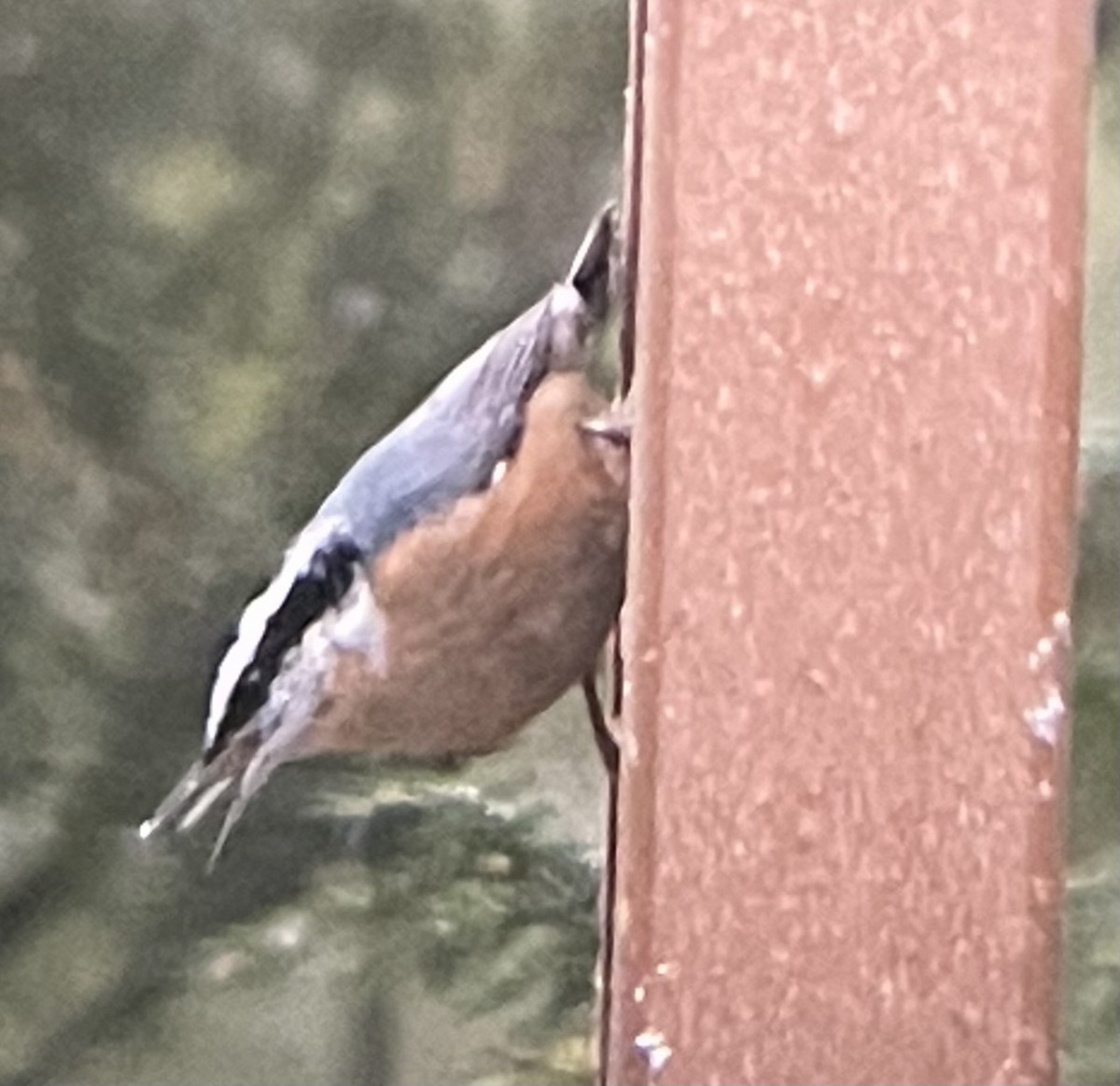 Red-breasted Nuthatch - ML647183810