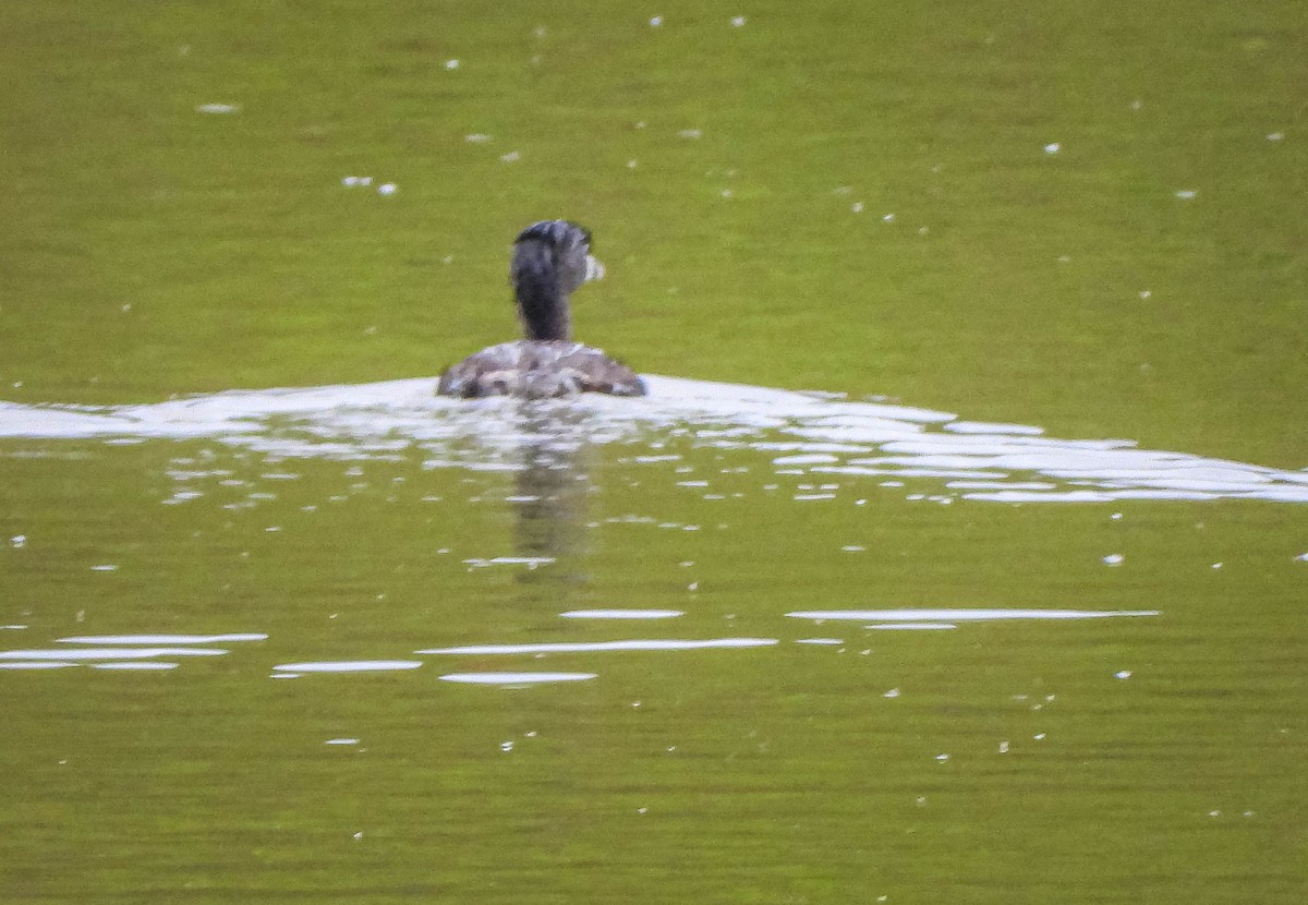 Zampullín Picogrueso - ML647183814
