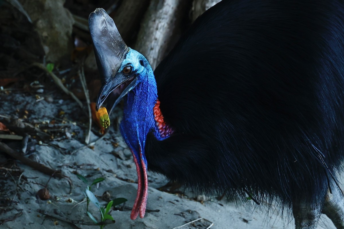 toflikkasuar - ML647183815