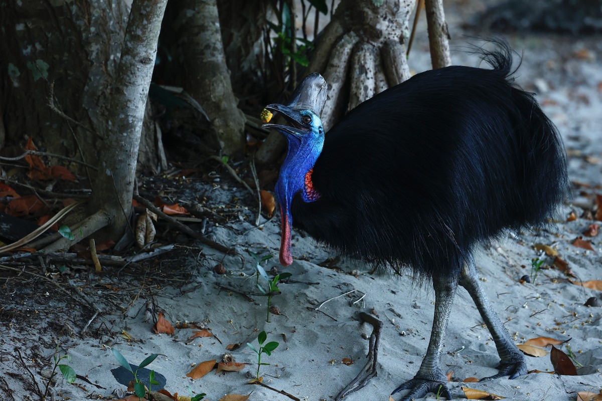 toflikkasuar - ML647183816