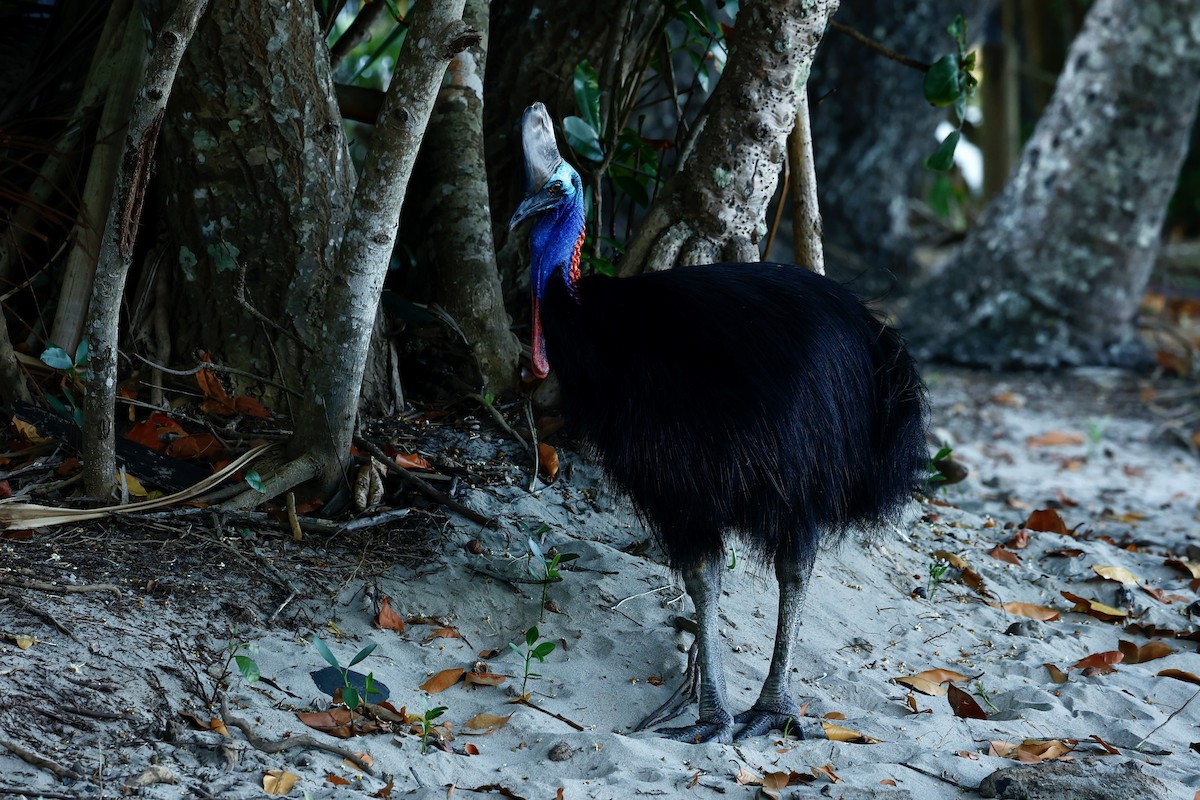 toflikkasuar - ML647183817