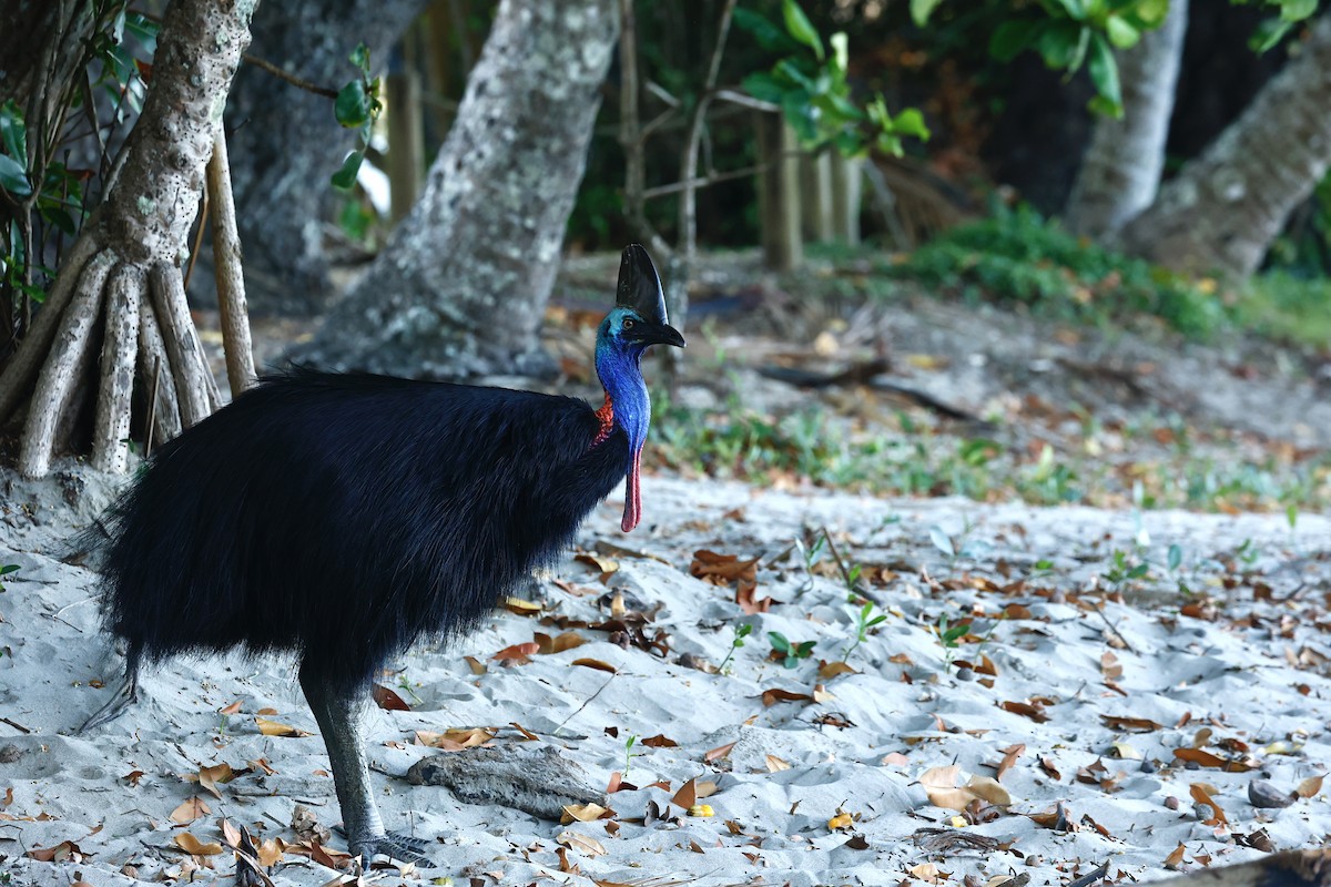 toflikkasuar - ML647183818