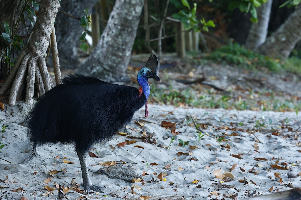 toflikkasuar - ML647183819