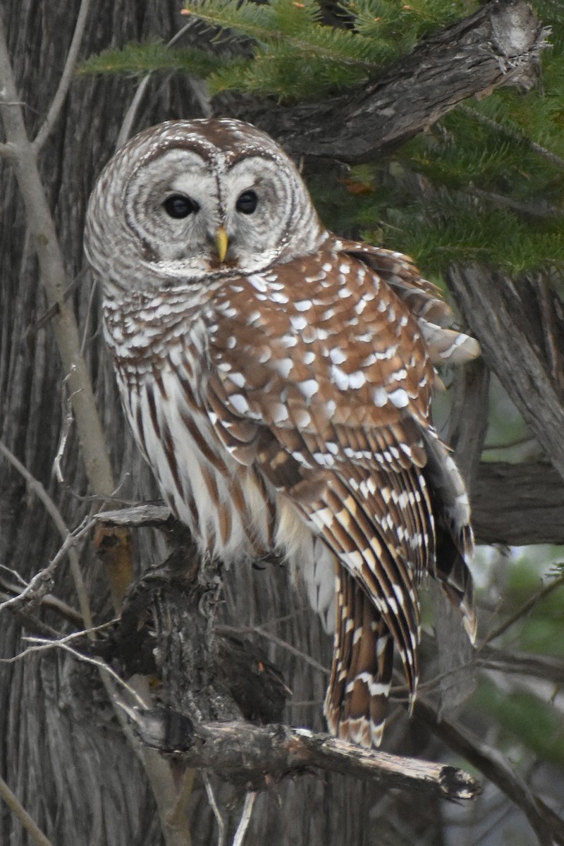 Cárabo Norteamericano - ML647183821