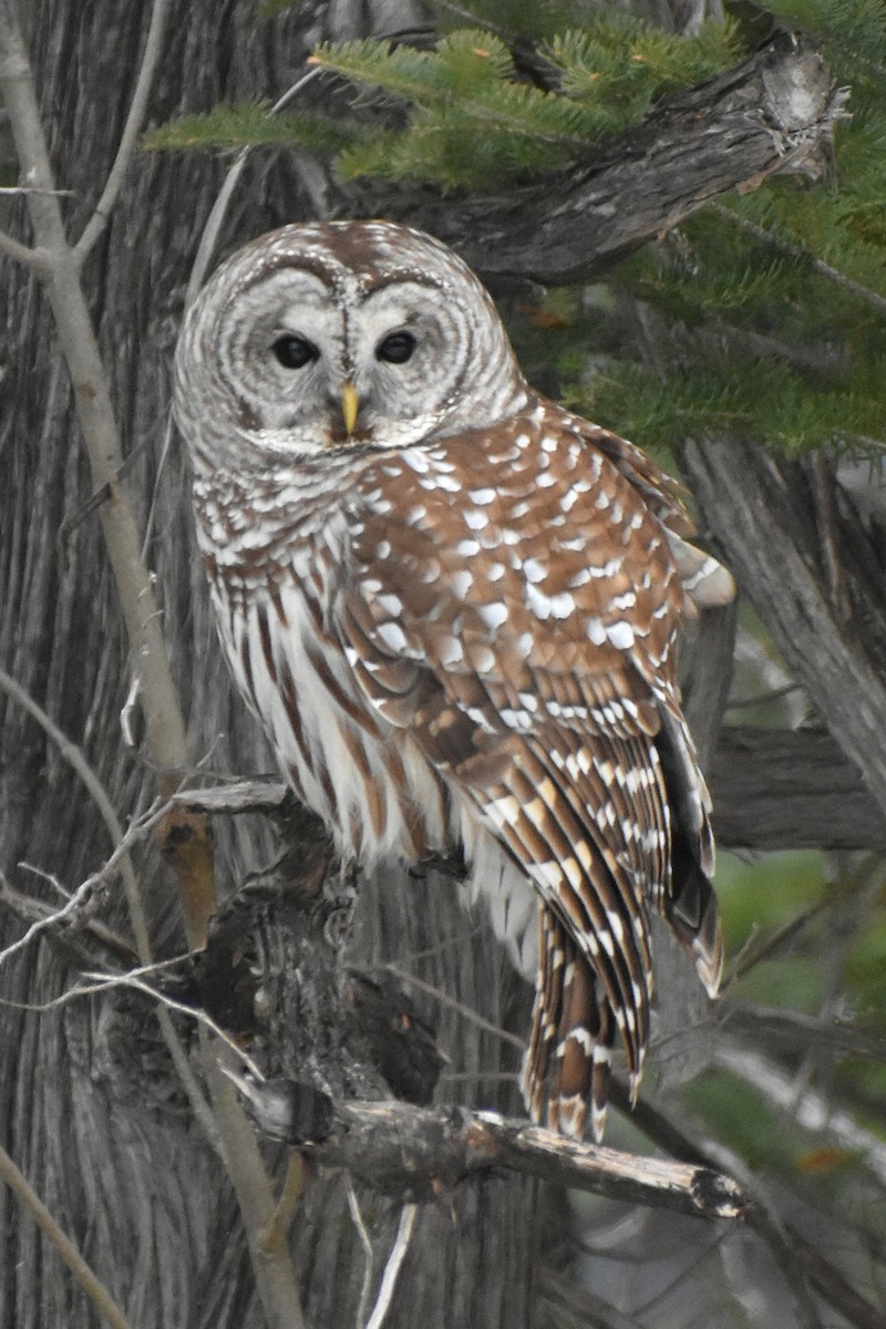Barred Owl - ML647183822