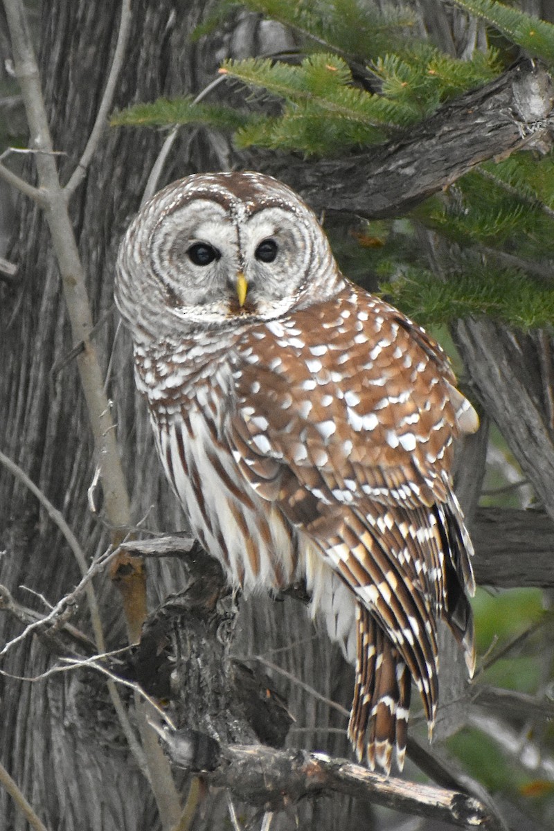 Barred Owl - ML647183823