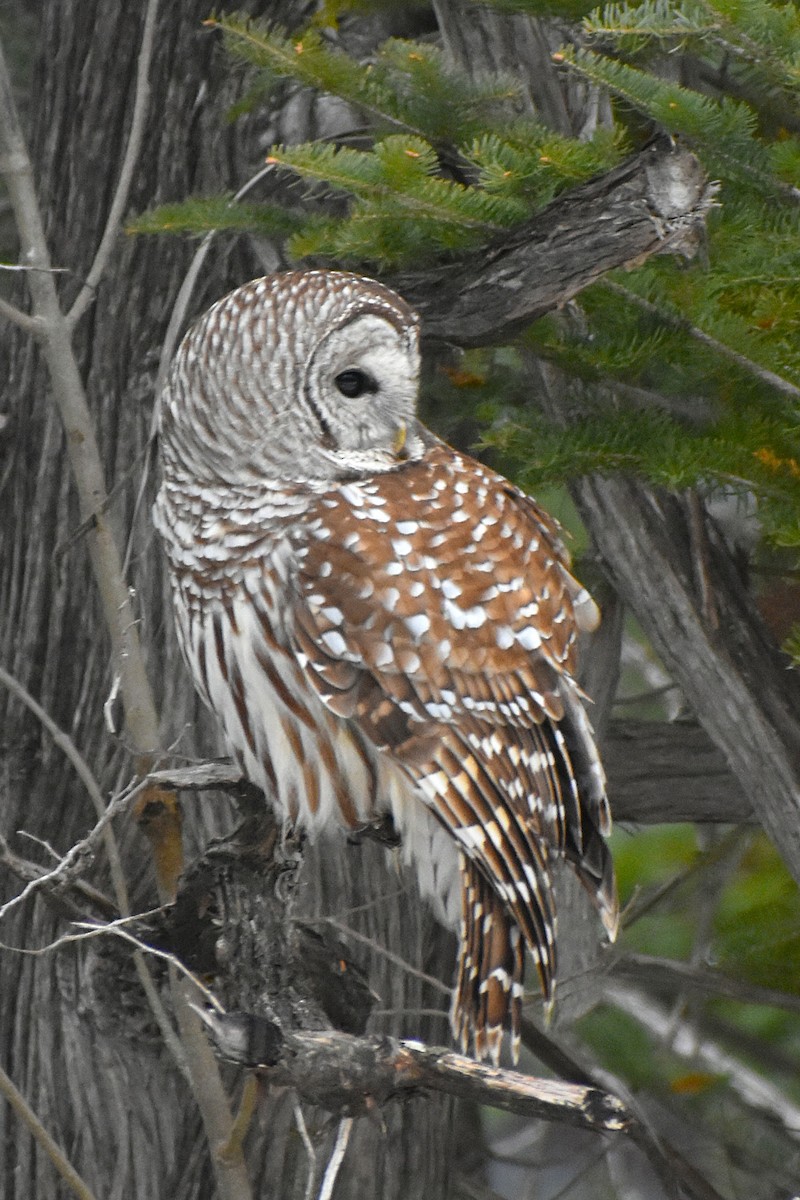 Cárabo Norteamericano - ML647183824