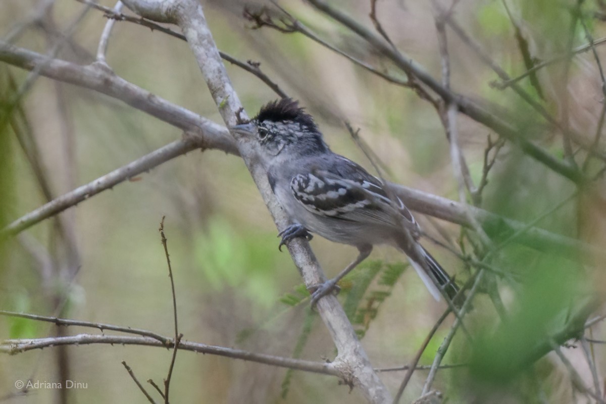 Tiluchí Pectoral - ML647183825