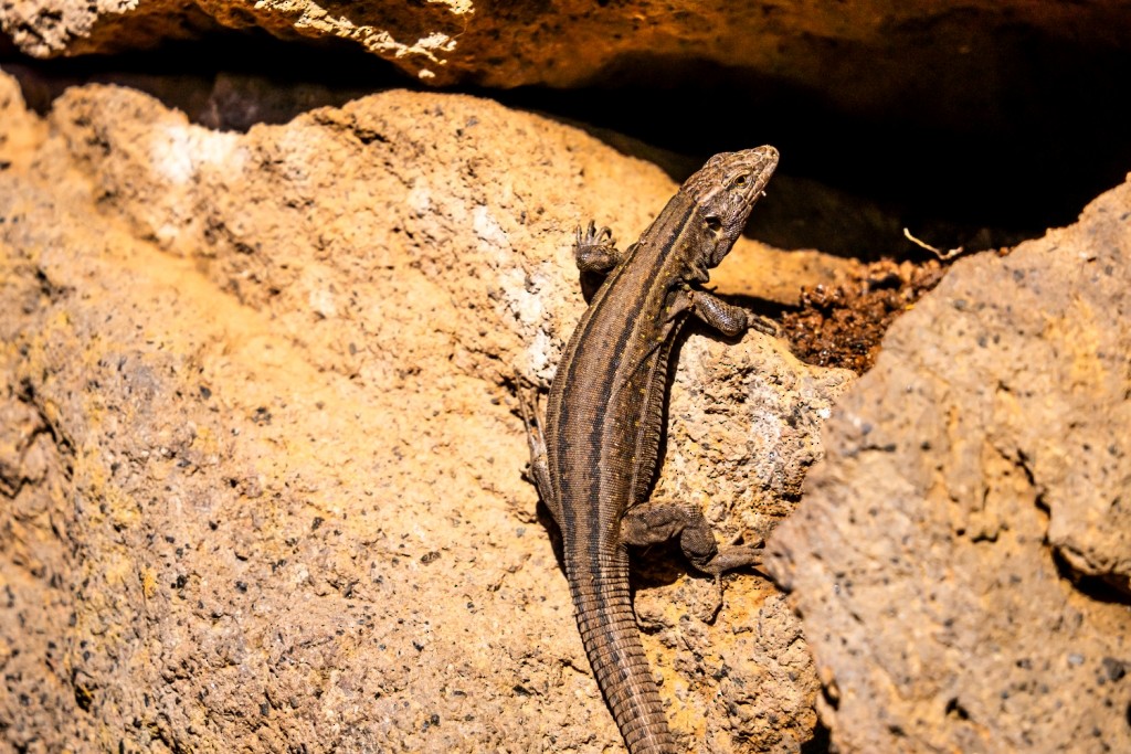 Tenerife Lizard - ML647183826
