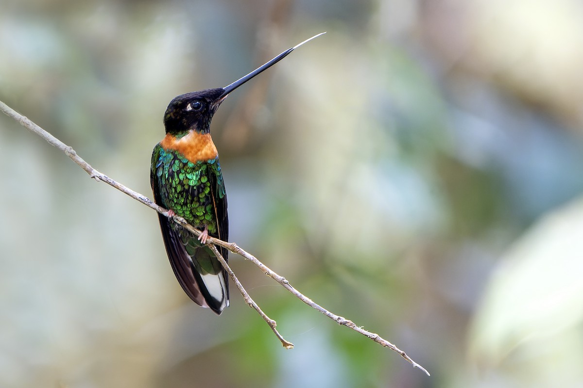 Inca de Gould - ML647183827