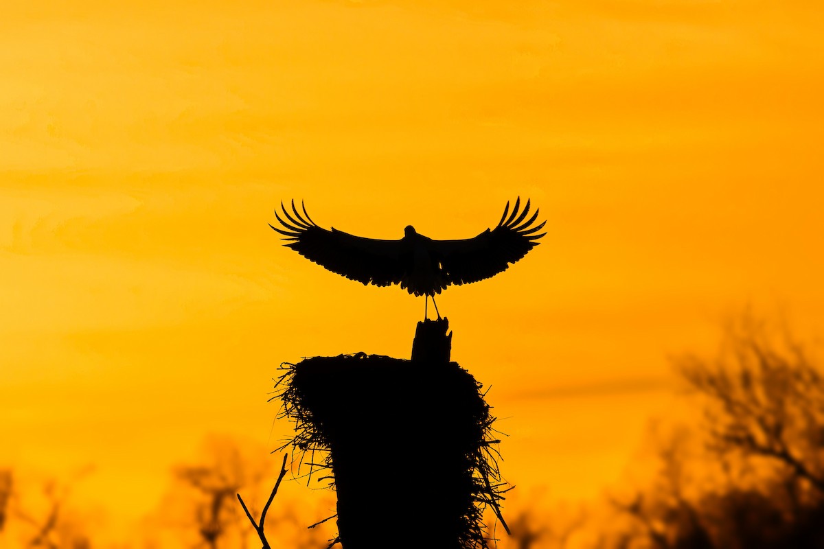 Cigüeña Blanca - ML647183828