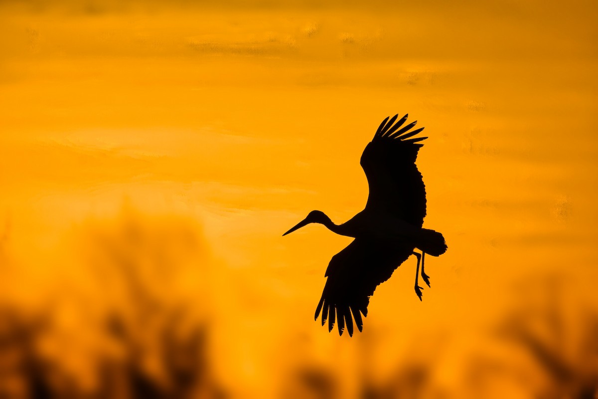 Cigüeña Blanca - ML647183830