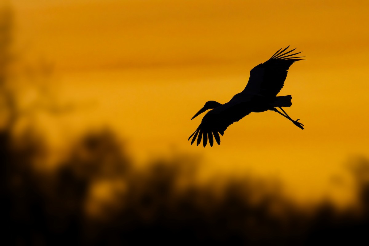 Cigüeña Blanca - ML647183832