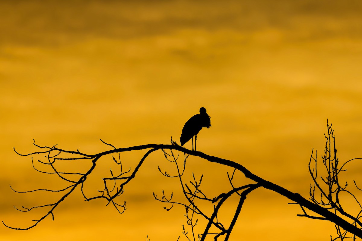 Cigüeña Blanca - ML647183833