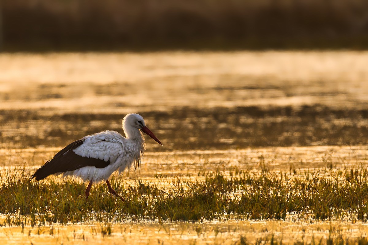 Cigüeña Blanca - ML647183834