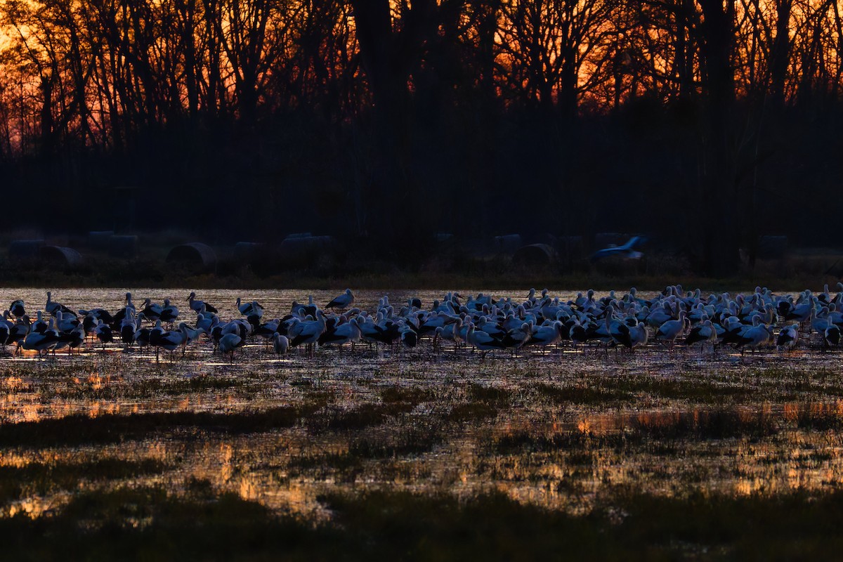 Cigüeña Blanca - ML647183835