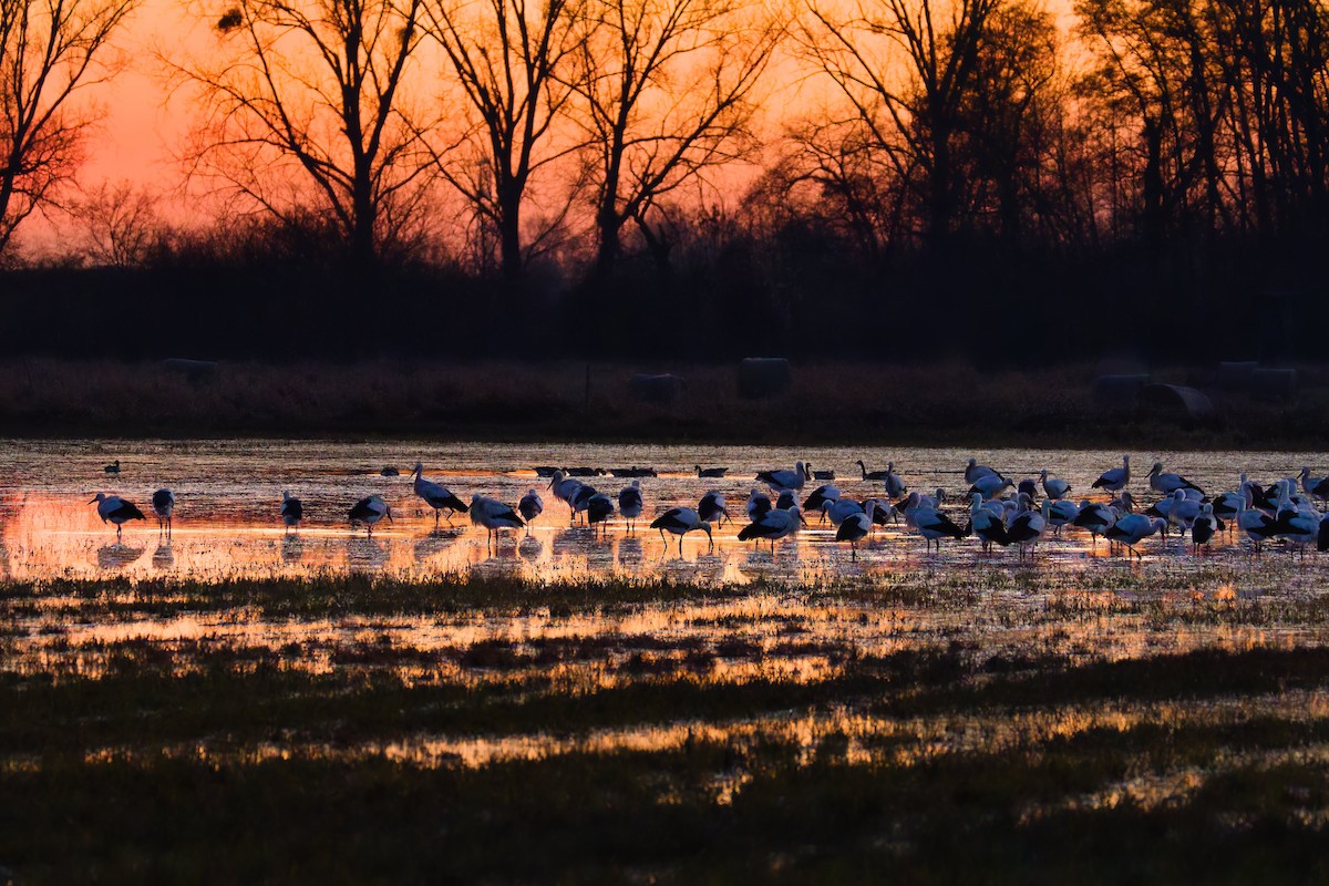 Cigüeña Blanca - ML647183836