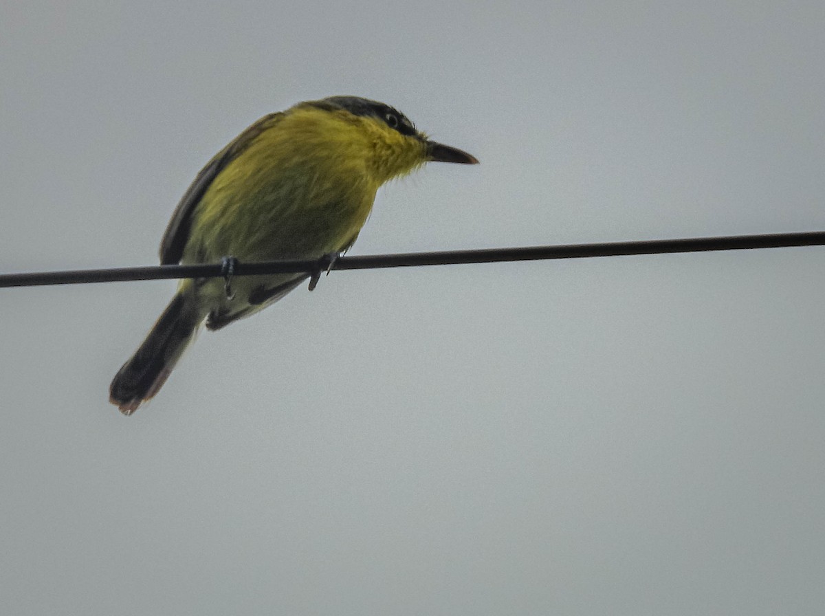 Titirijí Común - ML647183837