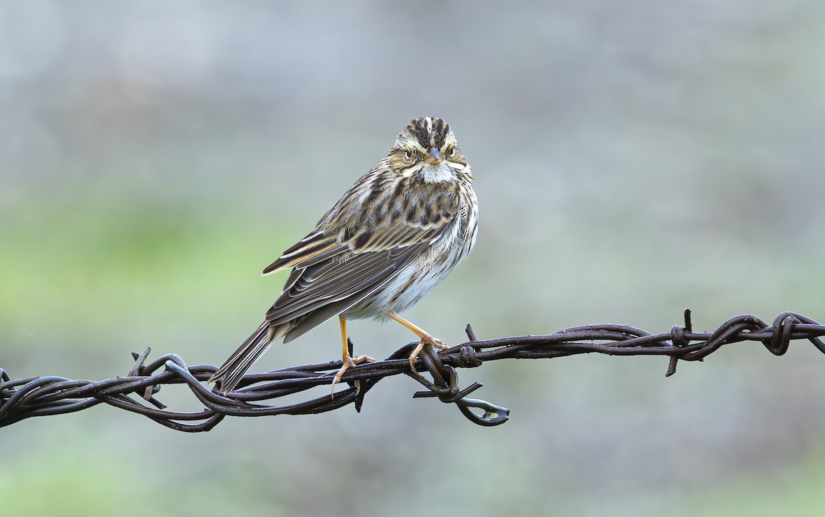 Chingolo Sabanero - ML647183838