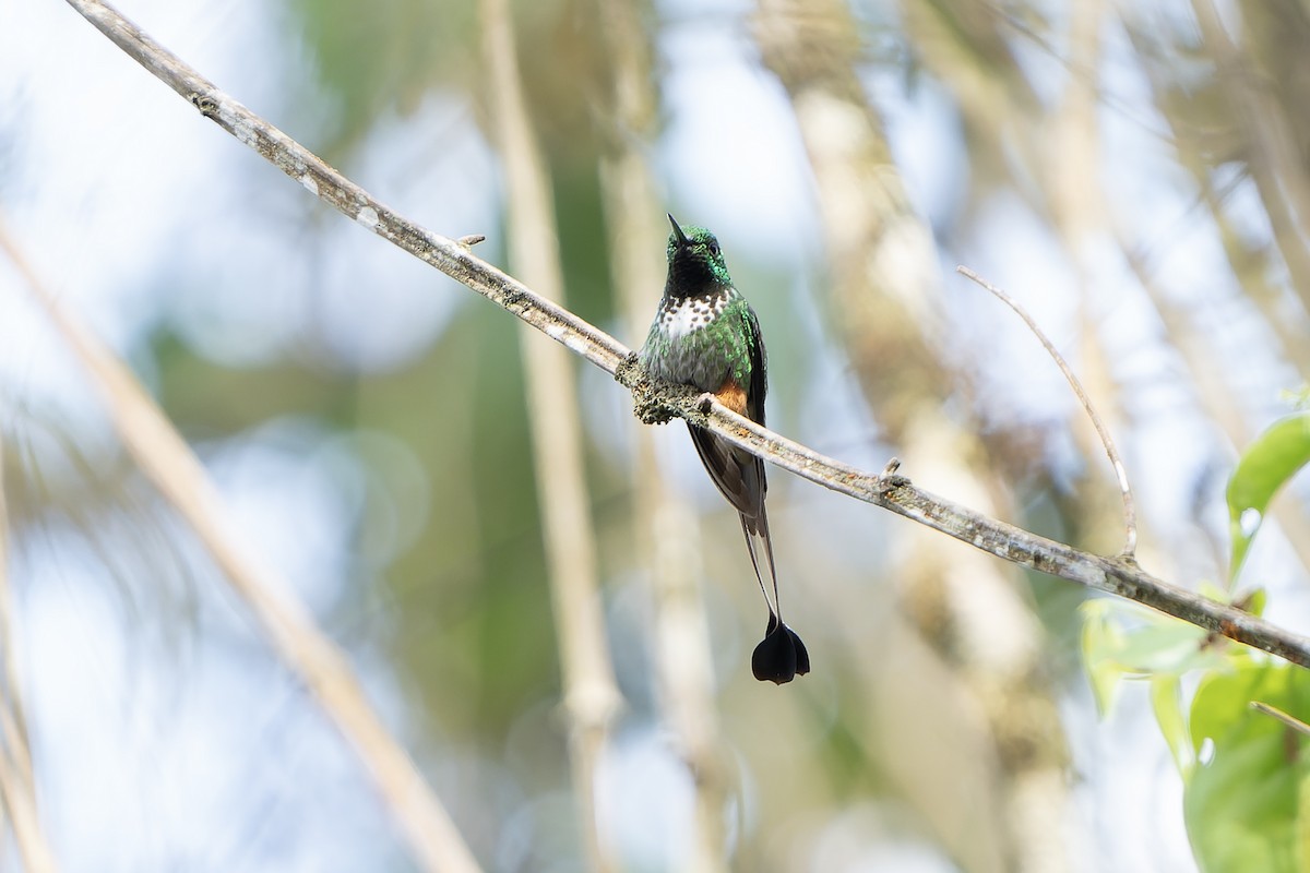 Colibrí de Raquetas Faldirrojo (addae) - ML647183839