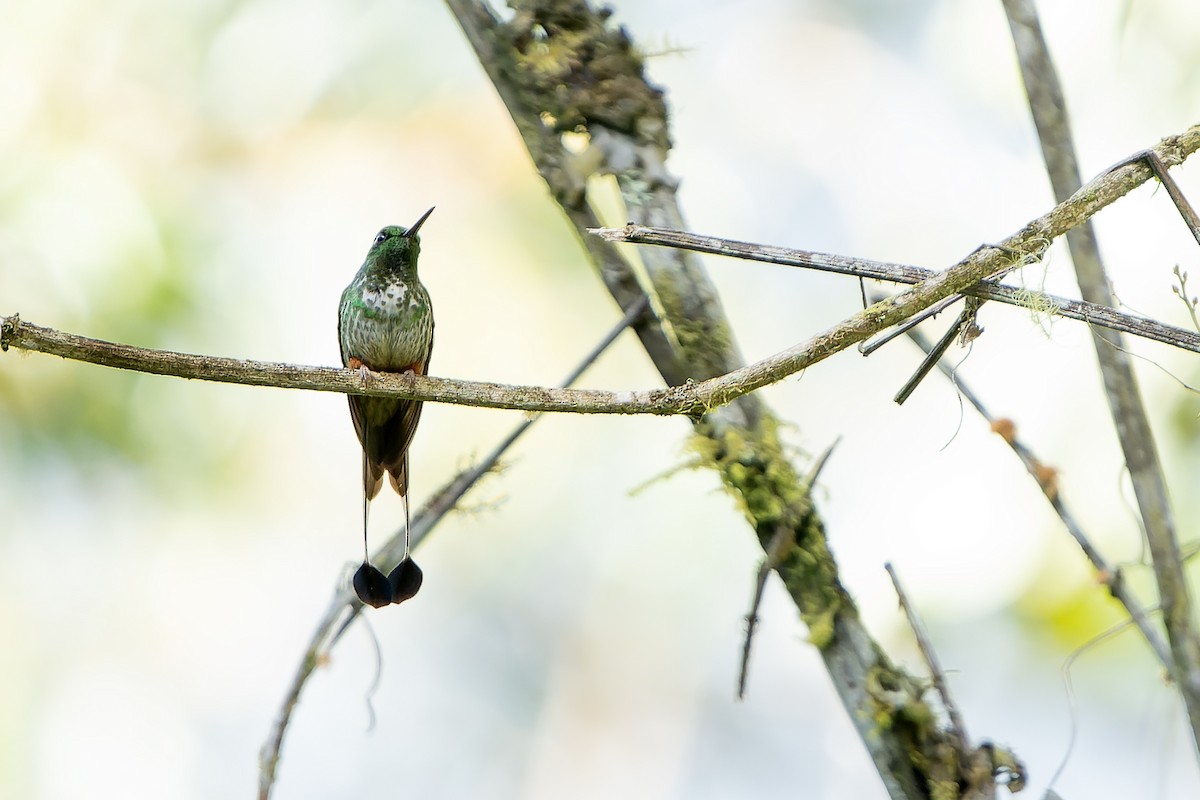 Colibrí de Raquetas Faldirrojo (addae) - ML647183840