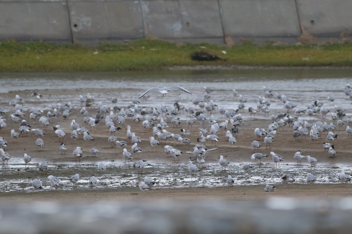 Gaviota Picofina - ML647183841