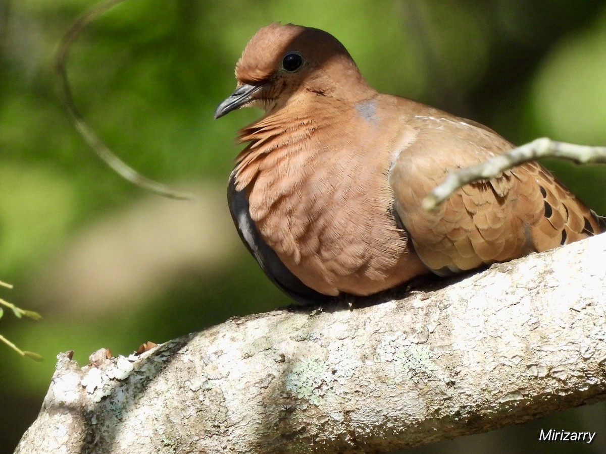 Zenaida Caribeña - ML647183842