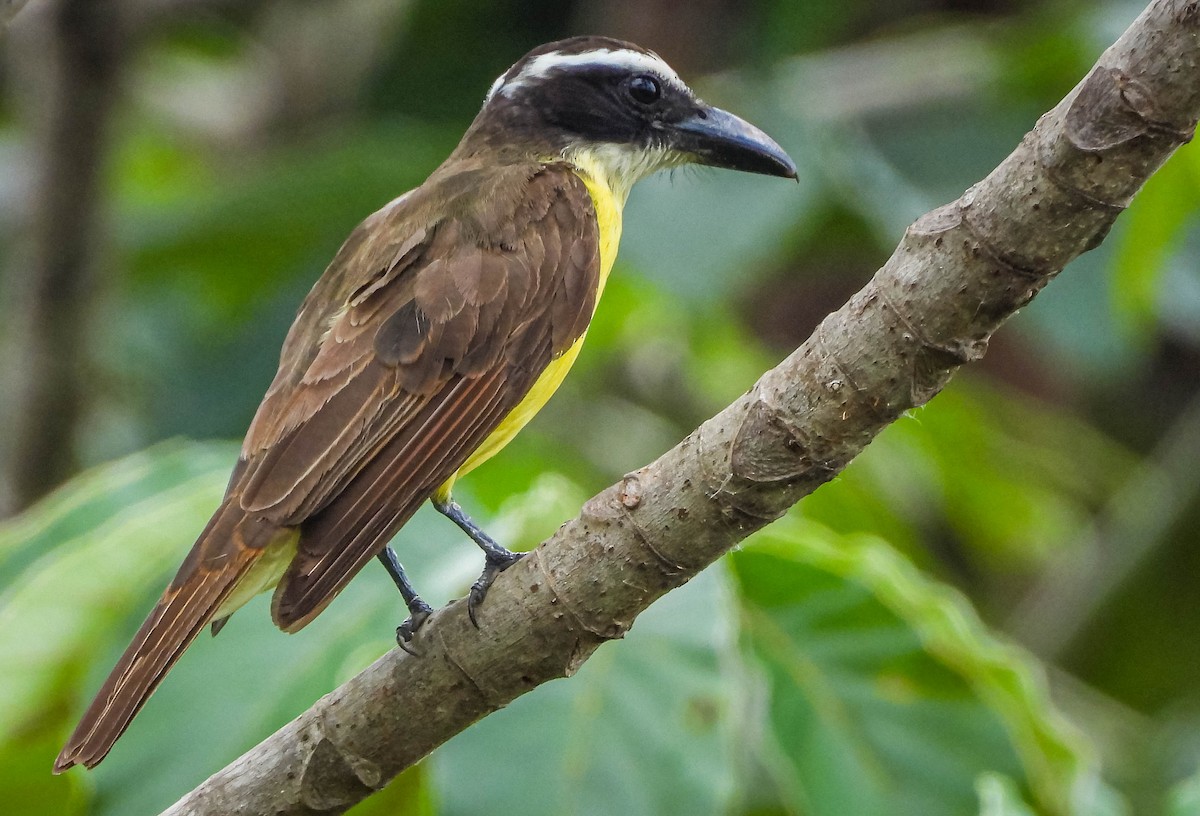 Bienteveo Común - ML647183843