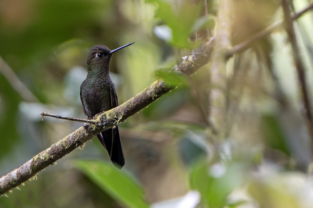 Calzadito Verdoso Sureño - ML647183844