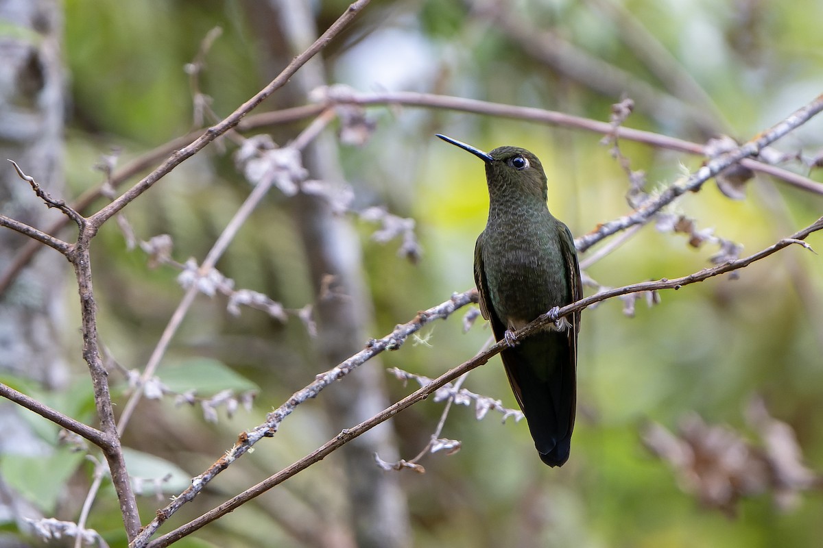 Calzadito Verdoso Sureño - ML647183845