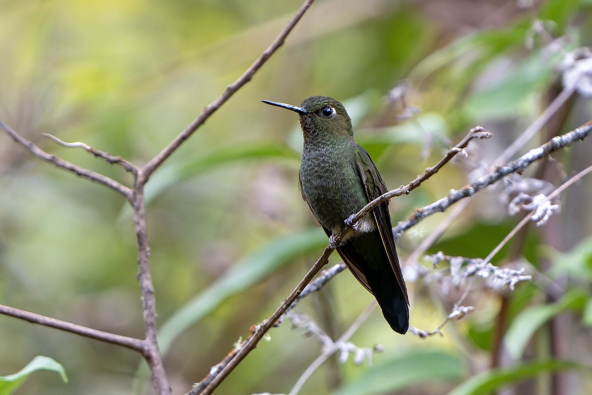 Calzadito Verdoso Sureño - ML647183847