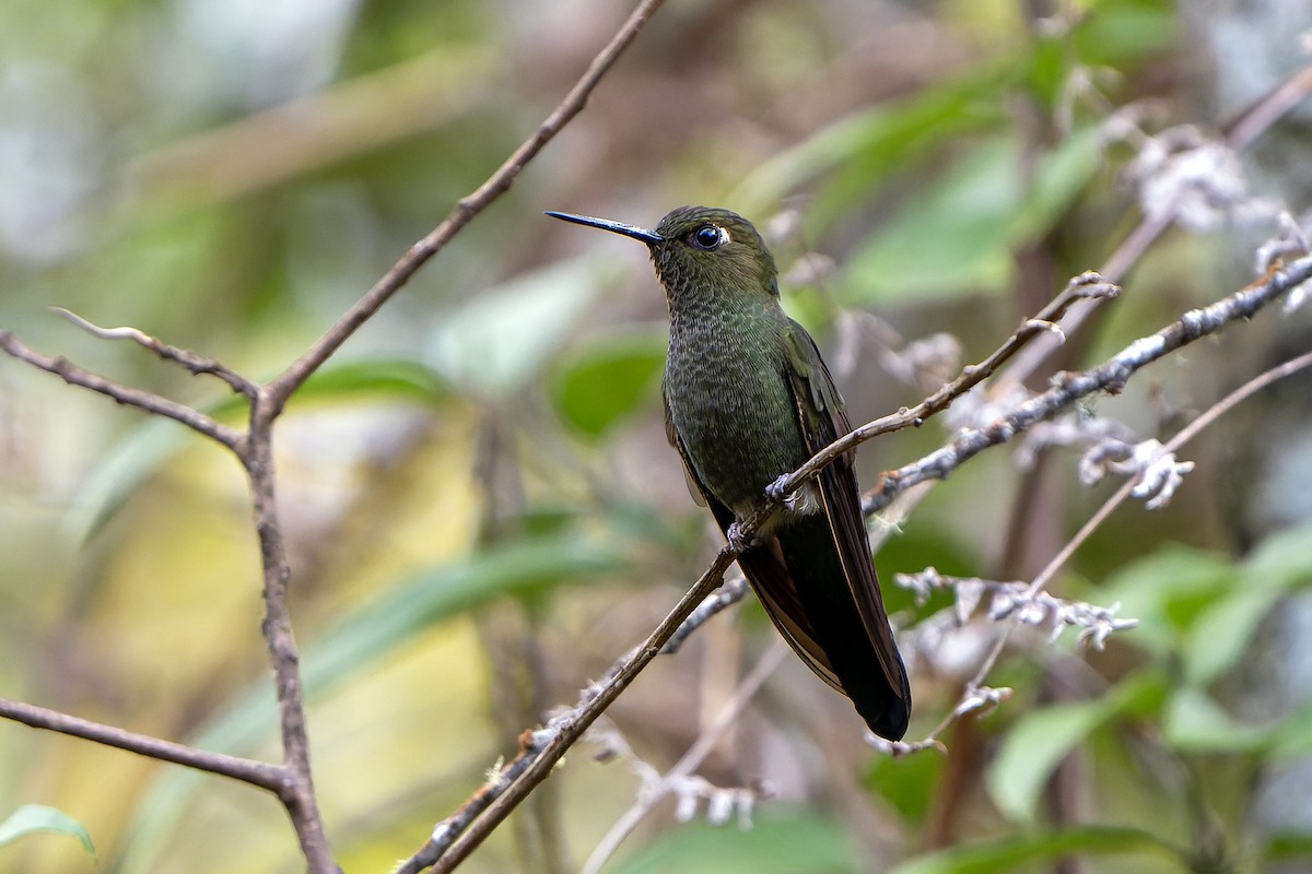Calzadito Verdoso Sureño - ML647183848