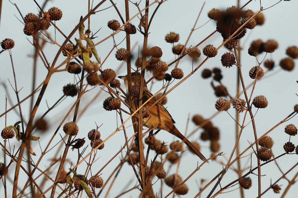 Yerbera Leonada - ML647183851