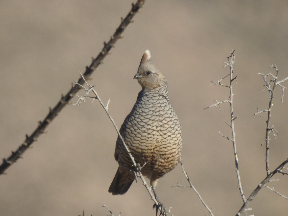 Schuppenwachtel - ML647183852