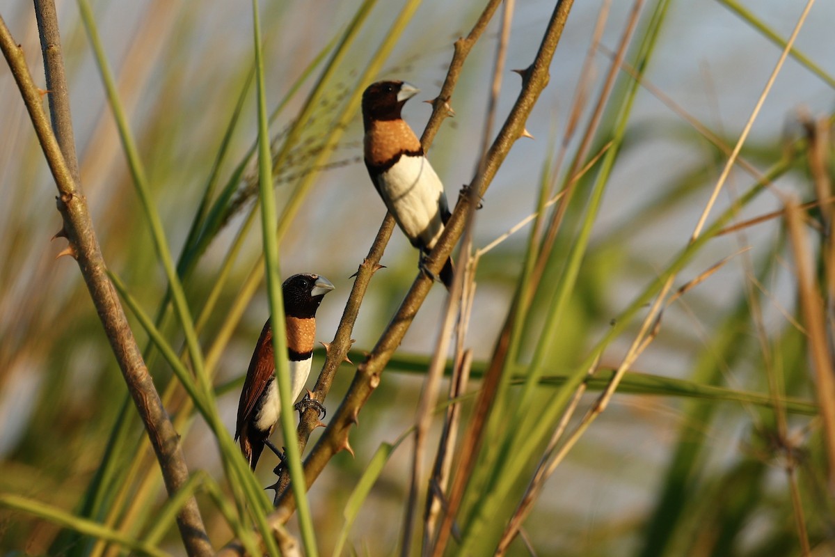 Capuchino Pechicastaño - ML647183854