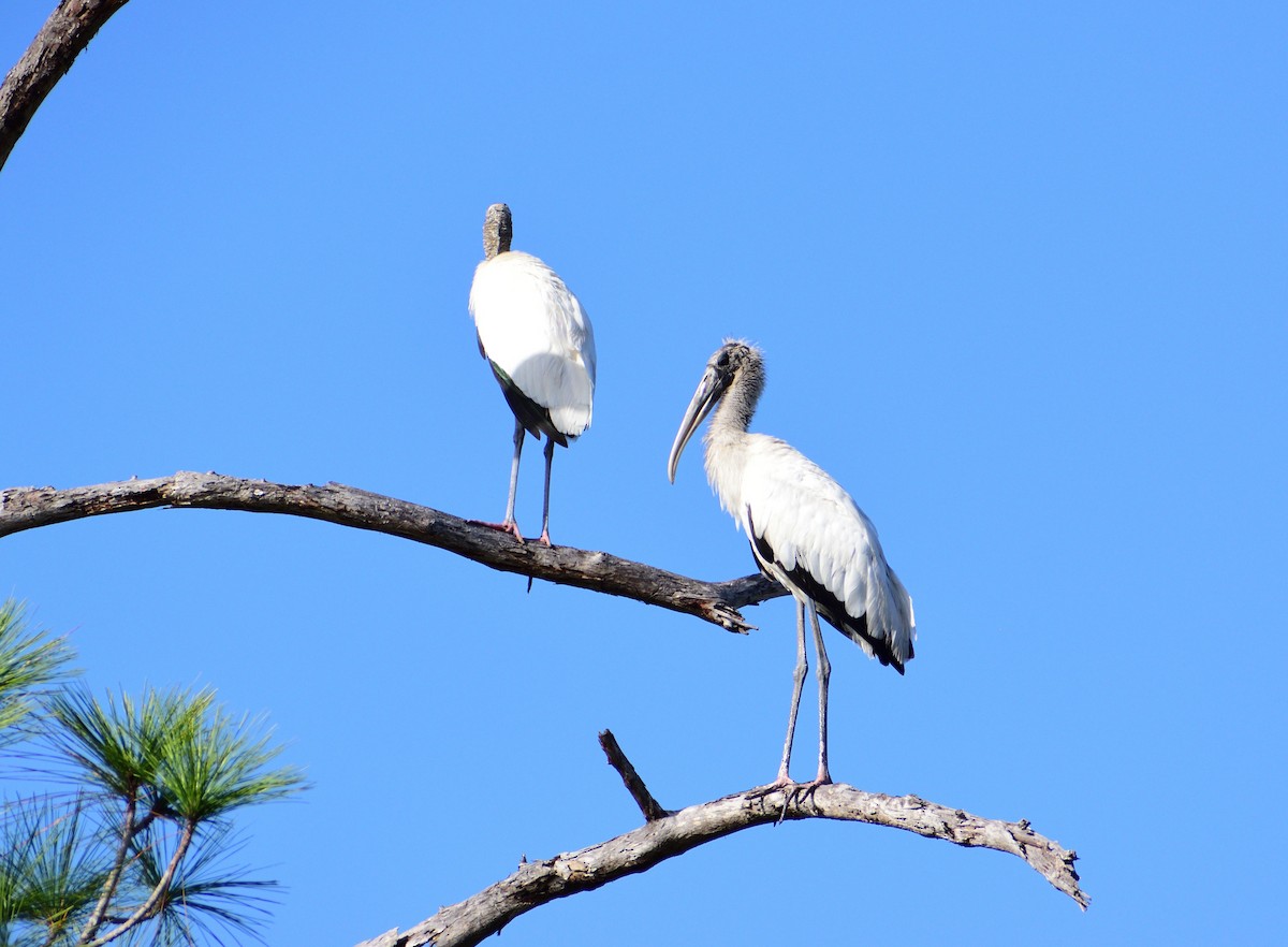 Tántalo Americano - ML647183855