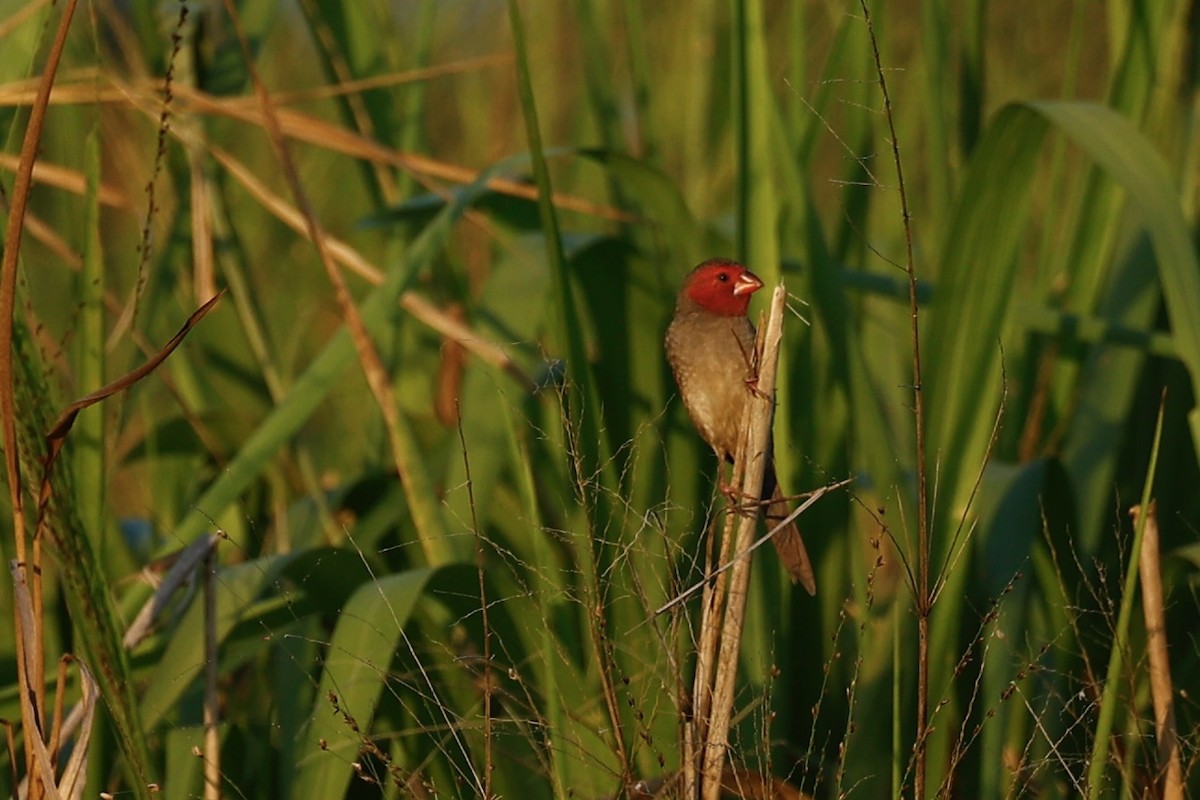 Diamante Escarlata - ML647183858