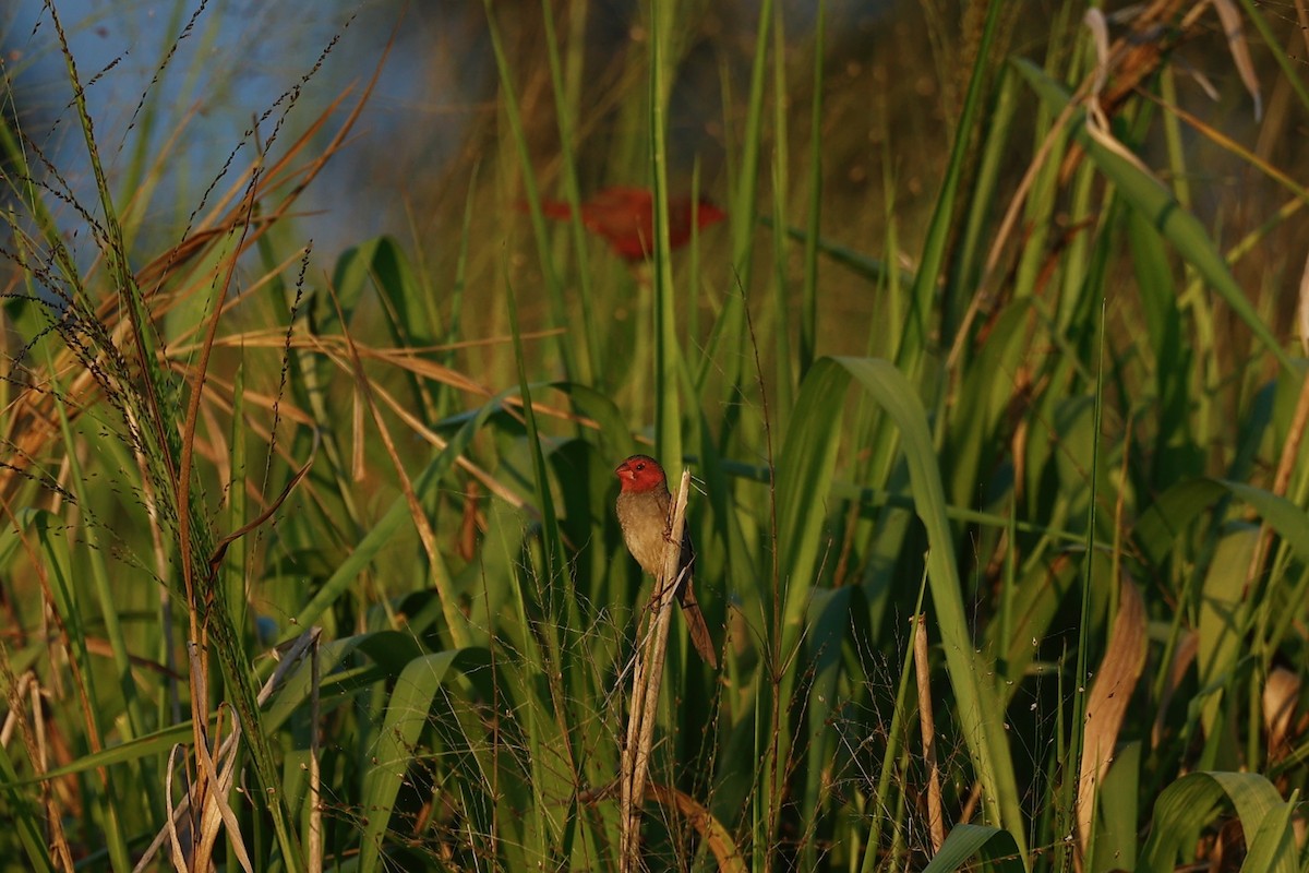 Diamante Escarlata - ML647183860
