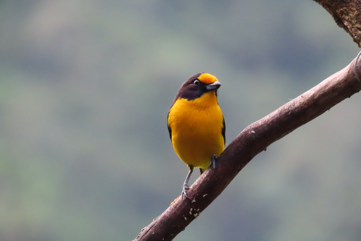 Violaceous Euphonia - ML647183871