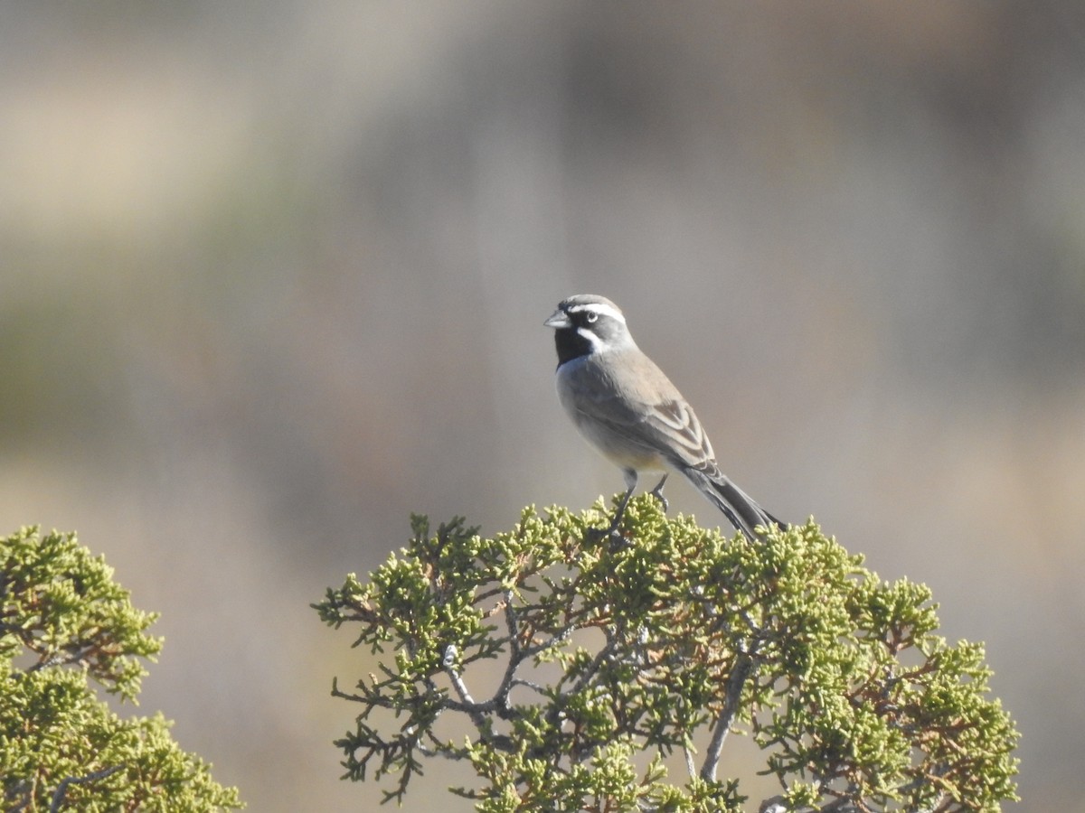 Black-throated Sparrow - ML647183882