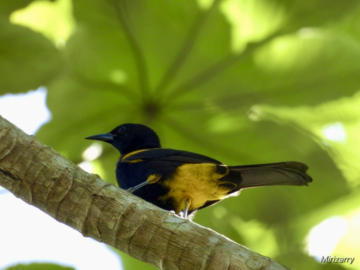 Puerto Rican Oriole - ML647183914